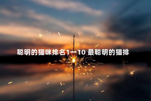 聪明的猫咪排名1一10 最聪明的猫排名
